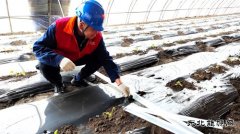 国网九三供电公司：“爱心互助”保秧苗