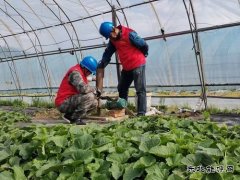 兴凯湖供电公司：优质服务助力瓜果飘香