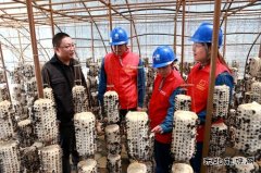 兴凯湖供电公司：“满格电力”助力小木耳变成致富“金耳朵”