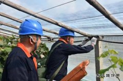 电助葡萄丰收季 “串”起乡村致富路