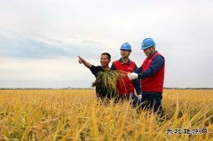 国网佳木斯供电公司：护航秋收 “电”靓“丰”景