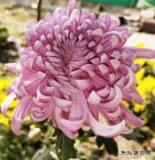 摄影作品：金菊灿烂