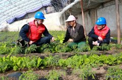 国网兴凯湖供电公司：“满格电”护航大棚用上“蔬”心电