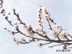 含苞待放、俏立枝头（摄影）