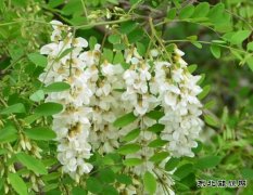 洋槐花开忆童年