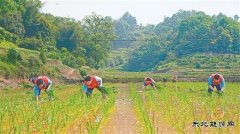 汗滴秧田盼稻香