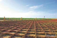 长庆油田：建一座气田 留一片绿色