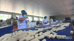 国网义县供电公司：助力乡村鲜食玉米产业振兴