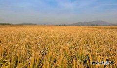 国网义县供电公司：喜看稻菽千重浪振兴乡村画新卷