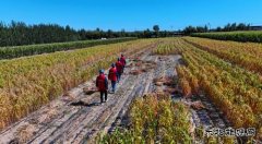 国网敖汉旗供电公司：秋检正当时 巡视“添底气”