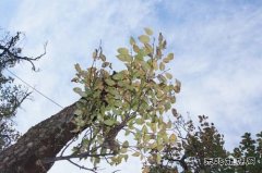 任岁月宠辱不惊