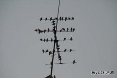 摄影：矿区惊现 “灰鸟晨栖”