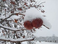 渭南市蒲城县：《红柿映雪，渭北冬日绮梦》