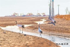 鹤影滩涂舞 井站生态兴