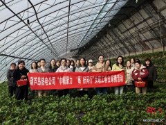 大唐葫芦岛热电公司：春日有约 共享 “莓”好时光