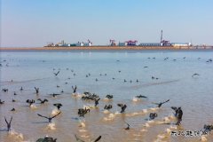 采油小站春意闹