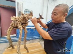 慧眼妙手让石头和枯木释放生态美韵