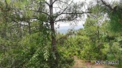 山野寻珍：与菌子的一场秘境邂逅