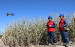 国网阿鲁科尔沁旗供电公司：电力赋能秋收 共绘丰收美景