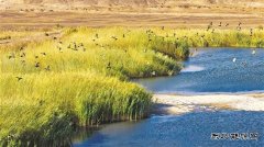 新疆油田：生态“含绿量” 发展“含金量”